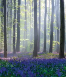 Sous bois de Hal - Fond de hotte nature et paysage