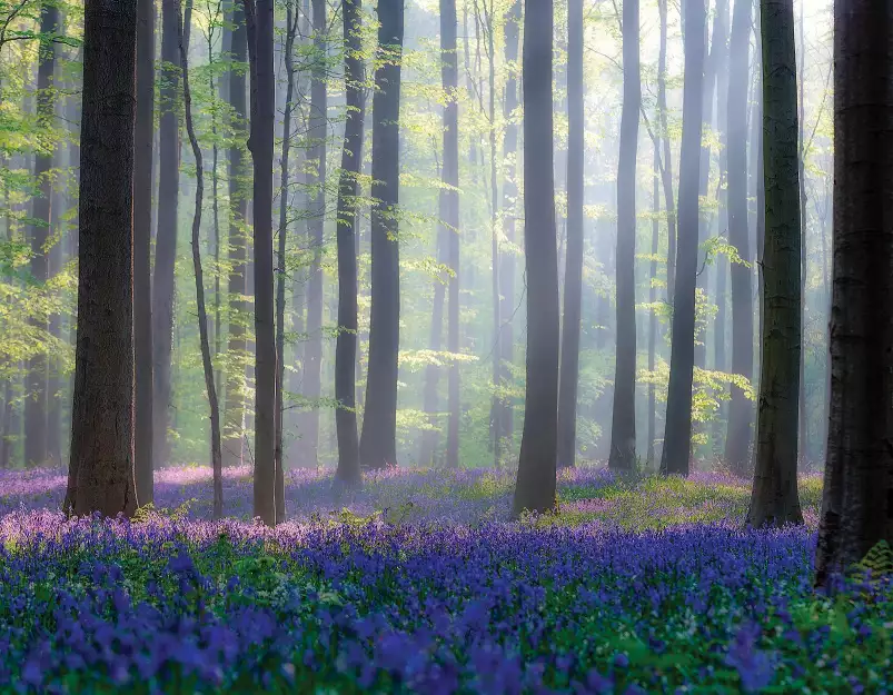 Sous bois de Hal - Fond de hotte nature et paysage