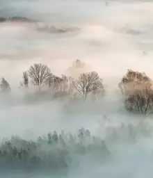 Brume sur la forêt - Fond de hotte nature et paysage