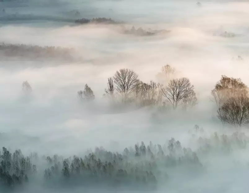 Brume sur la forêt - Fond de hotte nature et paysage