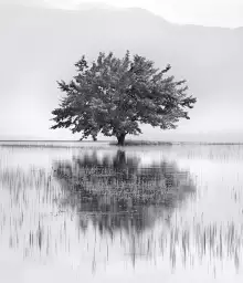 Miroir de printemps - Fond de hotte nature et paysage