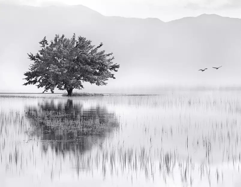 Miroir de printemps - Fond de hotte nature et paysage