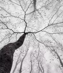 Cîme des arbres - Fond de hotte nature et paysage