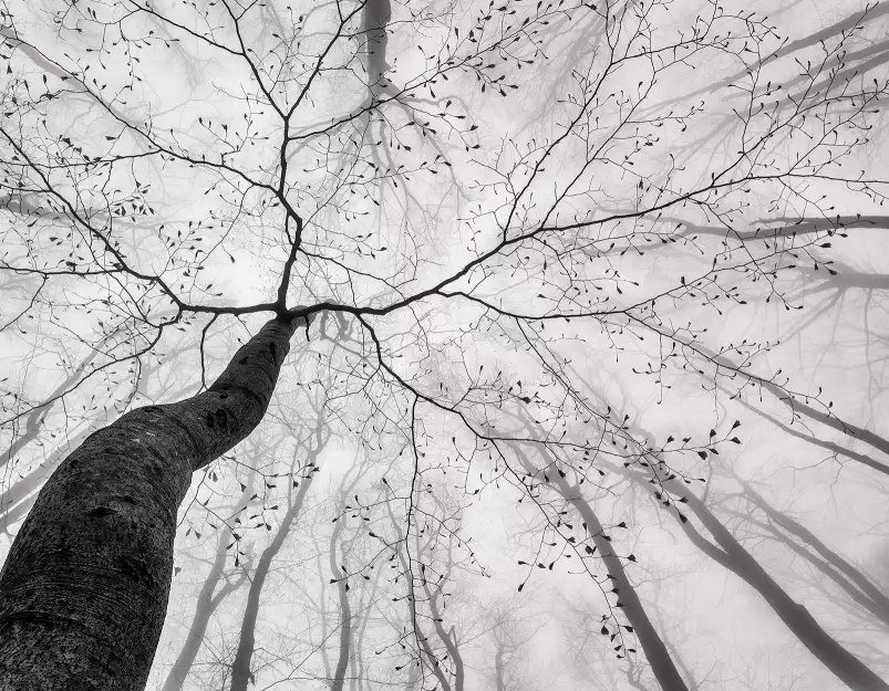 Cîme des arbres - Fond de hotte nature et paysage