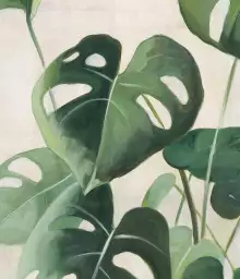 Monstera deliciosa - fond de hotte décoratif