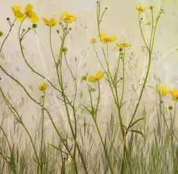 Fleurs jaunes - tapisserie panoramique fleurs