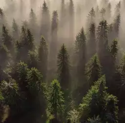 L'Armée des sapins - tapisserie panoramique foret