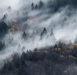 Un chemin du brouillard - tapisserie panoramique foret