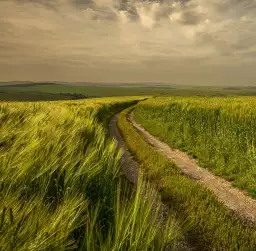 Les champs verts - tapisserie panoramique nature