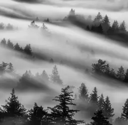 Brume du matin - tapisserie panoramique foret