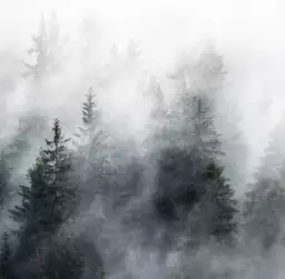 Bois sous la brume - tapisserie panoramique