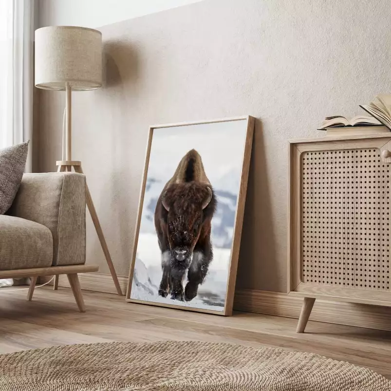 Bison snow - photo animaux