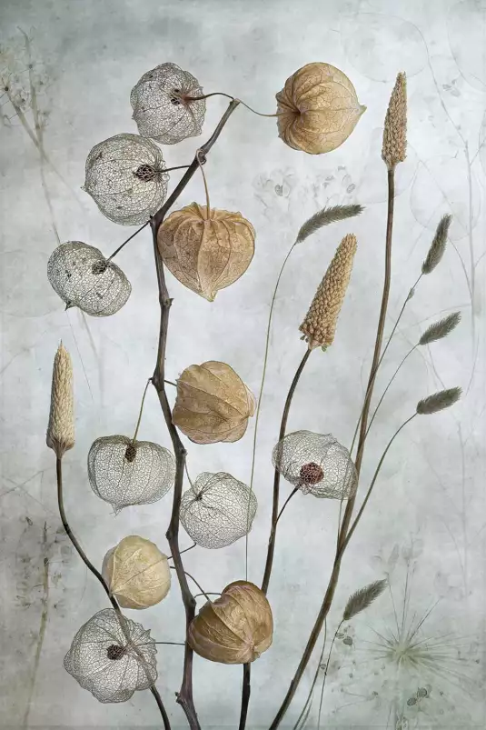 Lanternes - affiche de fleurs