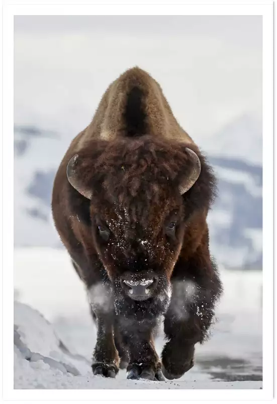 Bison snow - photo animaux Bison snow - photo animaux