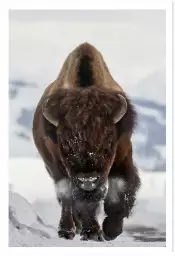 Bison snow - photo animaux Bison snow - photo animaux