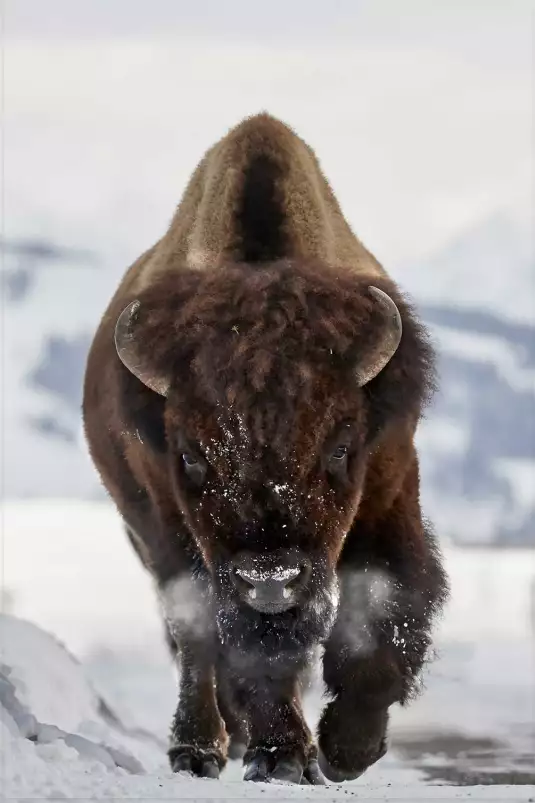 Bison snow - photo animaux