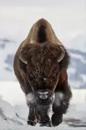 Bison snow - photo animaux