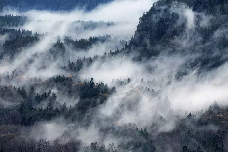 Un chemin de brume - affiche foret
