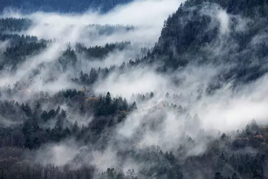 Un chemin de brume - affiche foret
