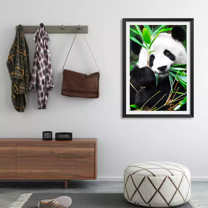 Regard de Panda - poster animaux