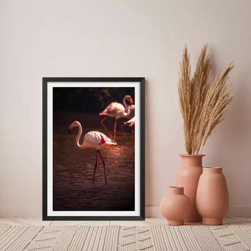 Flamingo in Miami - photo oiseaux