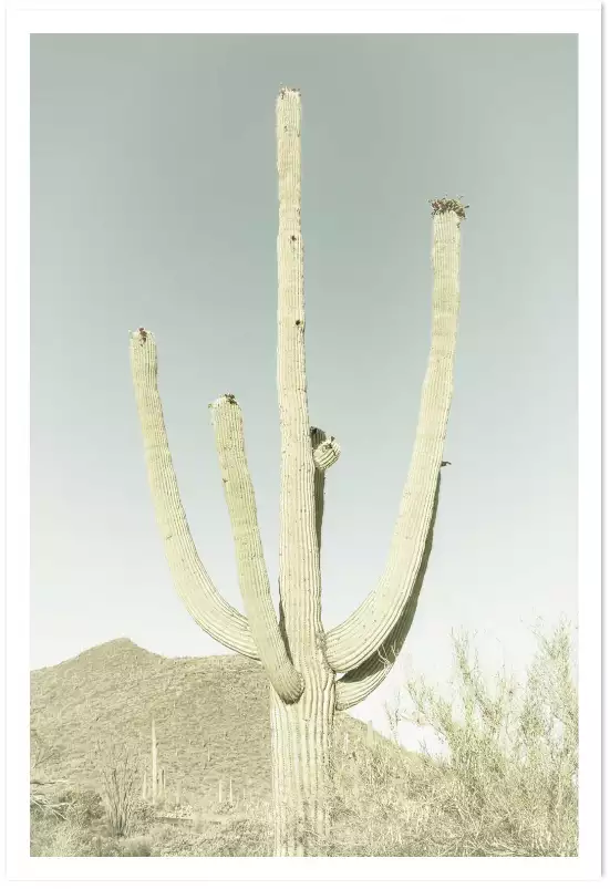 Sagaro vintage - affiche vintage cactus