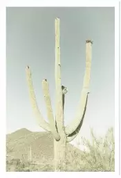 Sagaro vintage - affiche vintage cactus