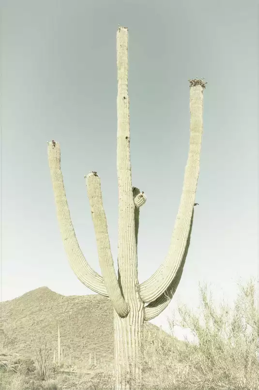 Sagaro vintage - affiche vintage cactus