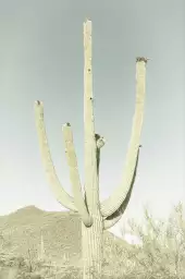 Sagaro vintage - affiche vintage cactus