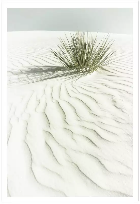 Dune blanche - affiche plante verte