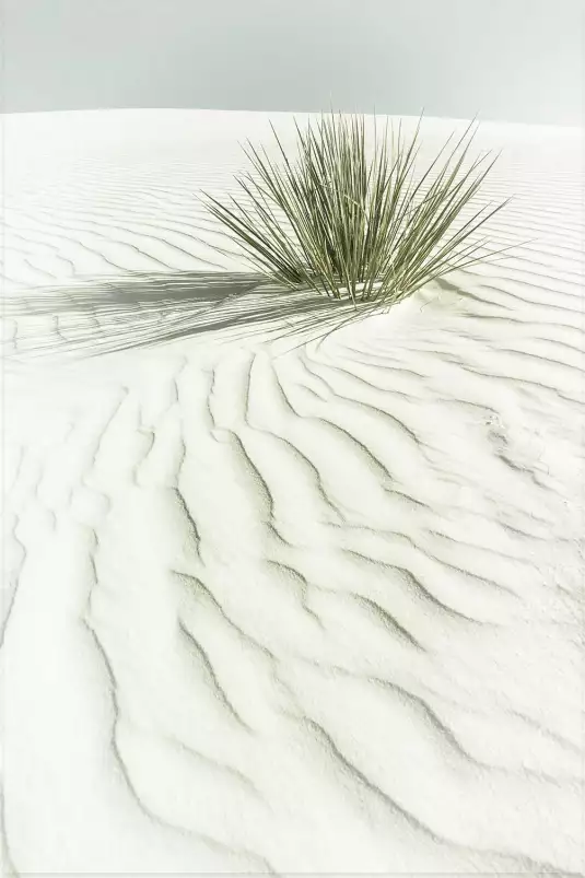 Dune blanche - affiche plante verte