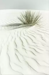 Dune blanche - affiche plante verte