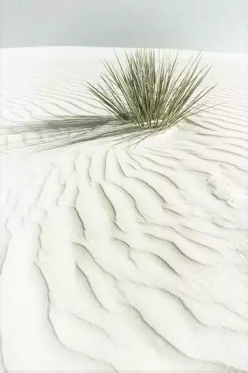 Dune blanche - affiche plante verte