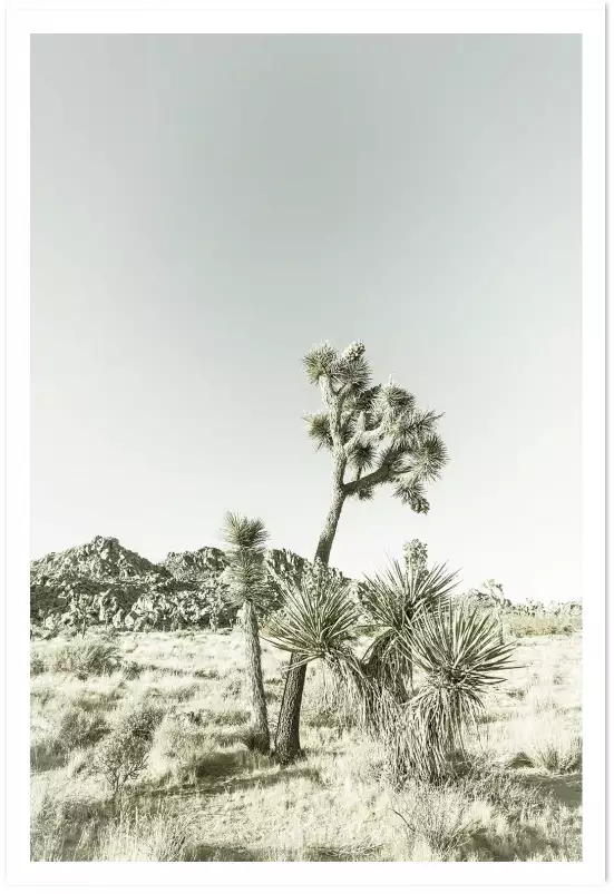 Yucca vintage - poster nature