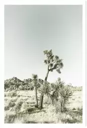 Yucca vintage - poster nature