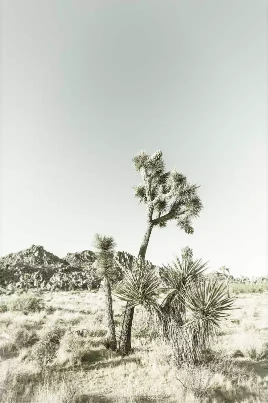 Yucca vintage - poster nature