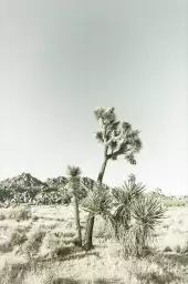 Yucca vintage - poster nature