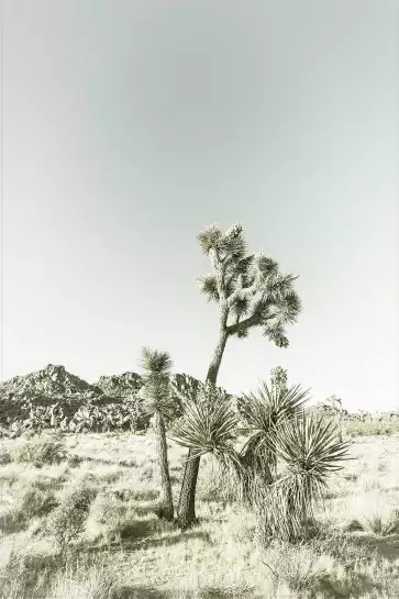 Yucca vintage - poster nature