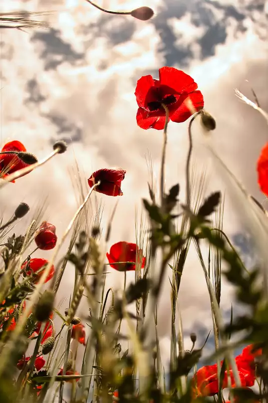 Coquelicots - tableau coquelicot