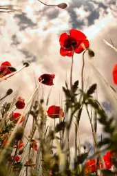 Coquelicots - tableau coquelicot