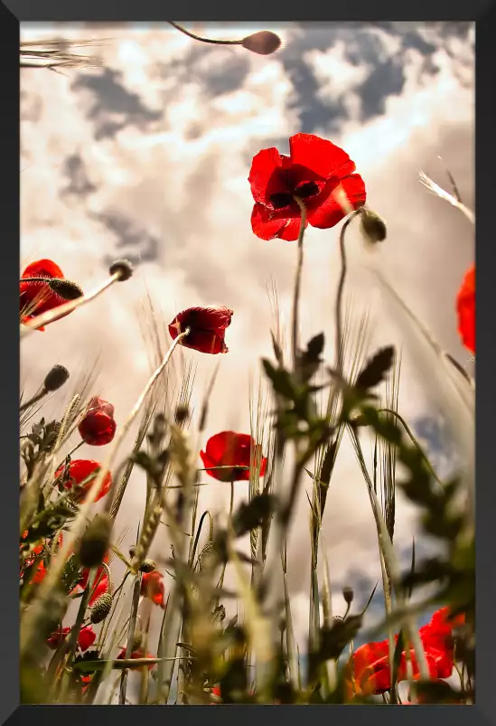 Coquelicots - tableau coquelicot