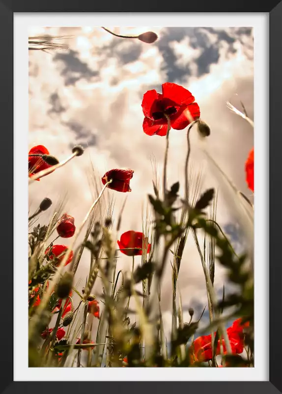 Coquelicots - tableau coquelicot