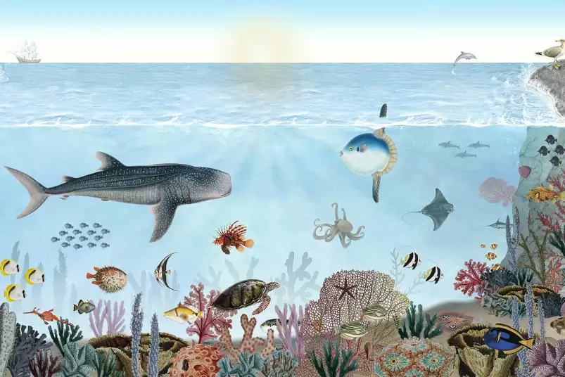 Les aventures de Marius, le requin baleine - affiche chambre enfant