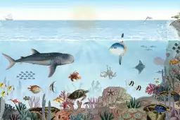 Les aventures de Marius, le requin baleine - affiche chambre enfant