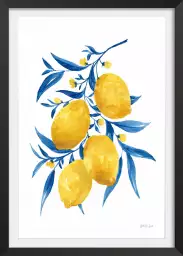 Citrons bleus - affiche plantes