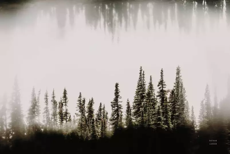 Clearwater creeks - affiche foret