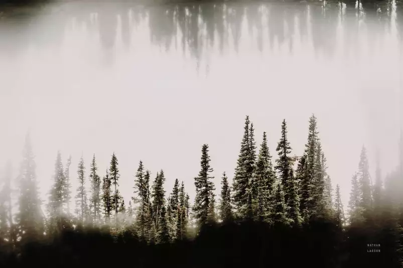 Clearwater creeks - affiche foret