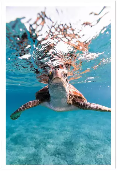 Bonjour tortue - affiche animaux