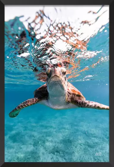 Bonjour tortue - affiche animaux