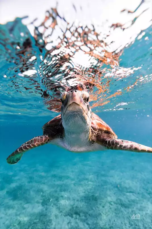 Bonjour tortue - affiche animaux Bonjour tortue - affiche animaux